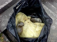 Rotteskadene varierer fra mindre utbedringer til totalrenoveringer på over millionen. Foto: Frende