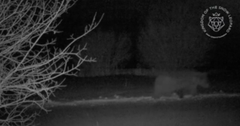 Bear caught on camera at night. Photo credit Snow Leopard Foundation