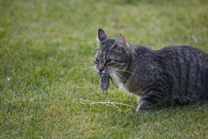 Katt som har fanget mus. Foto: Pixabay.