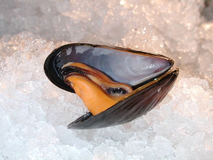 Når den spiselige delen av blåskjellet blir mat, kan selve skjellet få et nytt liv i andre produkter - om forbrukerne vil ha det. Foto: Jan Thomas Rosnes © Nofima