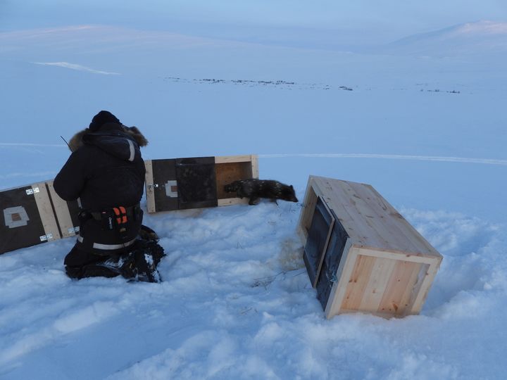 Det var feltpersonell fra Statens naturoppsyn (SNO) og Norsk institutt for naturforskning som i går satt ut fjellrevvalper i området. Foto: SNO/Miljødirektoratet