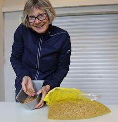 Professor Anne Kjersti Uhlen er godt fornøyd med kvaliteten på årets høsthvete. (Foto: Janne Karin Brodin)