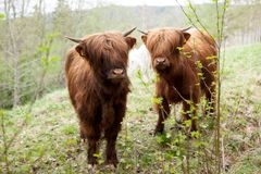 Foto: Marie Lindeman