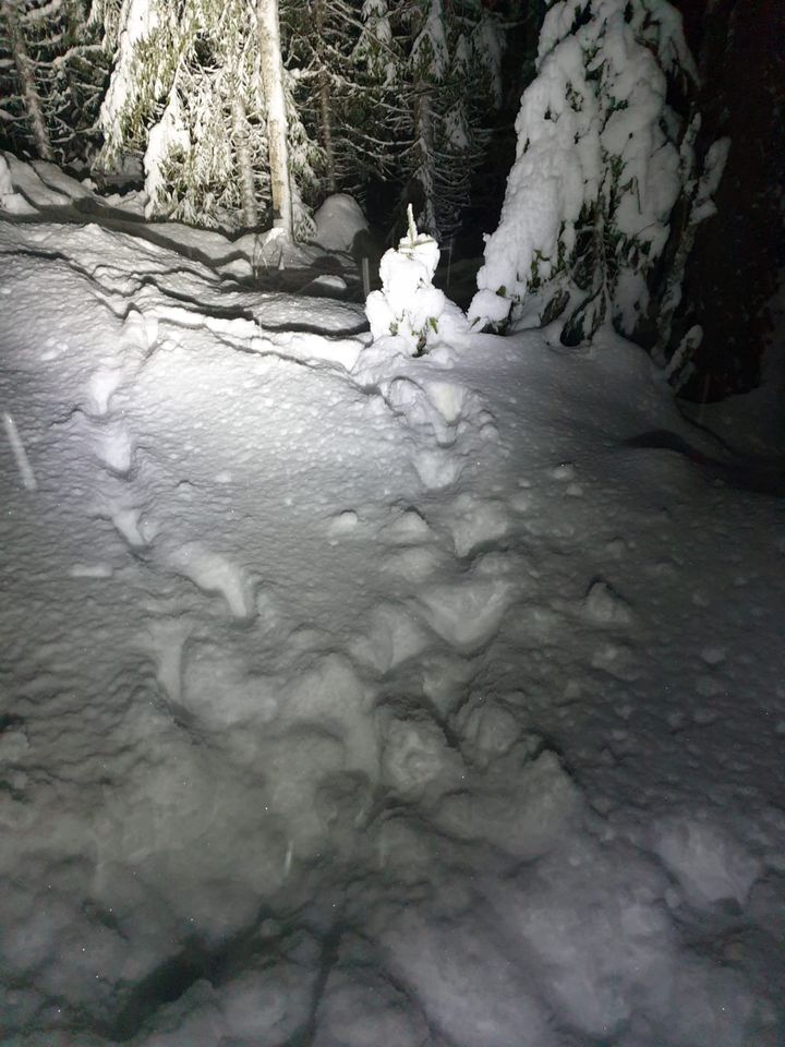SNO sporet ulvene utover kvelden torsdag. Foto: Statens naturoppsyn/Miljødirektoratet
