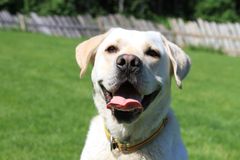 «Lucky» er en av flere omplasseringshunder som hundetrener Maren Teien Rørvik ser for seg som en «Superhund» som kan fungere både som en god venn og hjelper. Foto: Markus Olsen