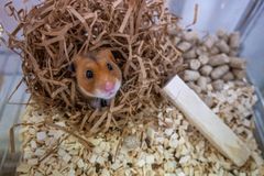 Hamster som ikkje er i dvale. Foto: Fredrik Markussen / UiT