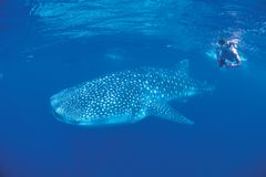 Vil du dykke blant hai og andre fisker? Fotokreditering: Tourism Western Australia