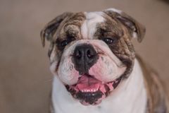 The Bulldog is suffering from  manmade inherited diseases Foto: pixabay