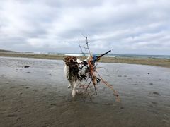 Miloseconds rydder stranden Foto: Silje Faret