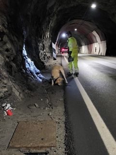 Hundesøk etter sprengstoff i tunnel kan virka dramatisk, men det er det ikkje. Foto: Espen Skjærbekk, Statens vegvesen