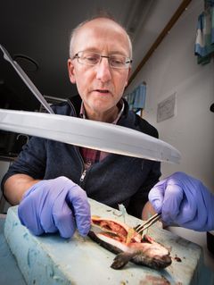 Tveiten og kollegene knekket koden etter ti års forskning. Ved å påvirke et protein på eggstadiet, blir fisken steril, men er ellers lik annen oppdrettslaks. Foto: Ole Åsheim © Nofima