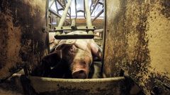 Uakseptable forhold: I dokumentaren på NRK Brennpunkt ble det vist griser som ble systematisk mishandlet, kritikkverdig avlivning, ulovlig kastrering og store velferdsproblemer.
Foto: Piraya