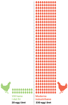 En visuell forskjell om hvor mange egg en vill høne legger i sammenligning til en moderne industri høne. Bilde: Anima