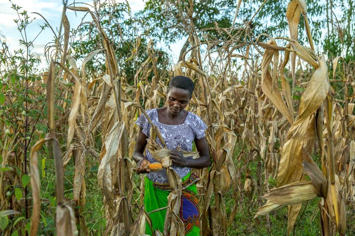 Anastazia Chakula fra Malawi har mottatt støtte fra Utviklingsfondet til å legge om til et mer bærekraftig landbruk. Småbønder som henne er blant de aller mest sårbare for klimaendringer. En betydelig større innsats må til dersom flere i hennes situasjon skal få hjelp. Foto: Tine Poppe.