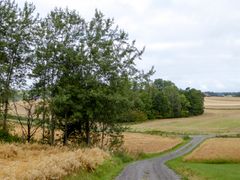 De neste månedene skal naturforvaltere i COWI kartlegge floraen i pressområder i Østfold, Vestfold og Agder. Et viktig mål er å unngå at verdifull natur går tapt.