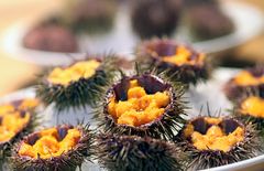 Den norske Drøbak-kråkebollen spås en stor framtid på det internasjonale gourmetmarkedet. FOTO: Troms Kråkeboller/Bent Raanes Sørensen.