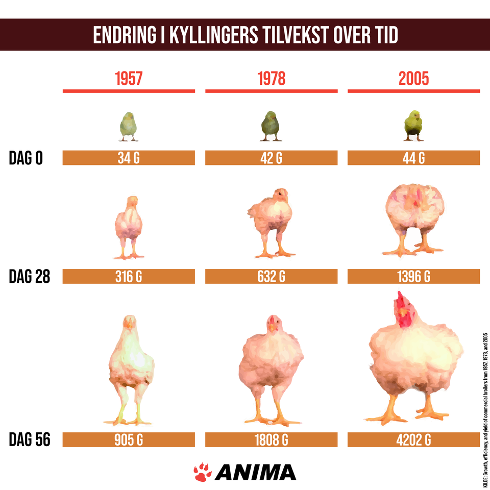 Endring i kyllingers tilvekst over tid