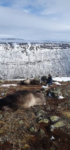 To voksne kyr felt 27. mars. De var de to siste av 25 dyr som skulle felles i vinter. Foto: Tord Bretten, Statens naturoppsyn.