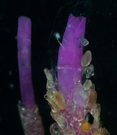To arter av børstemark i familien Oweniidae, undersøkt i dette mikroplastprosjektet.