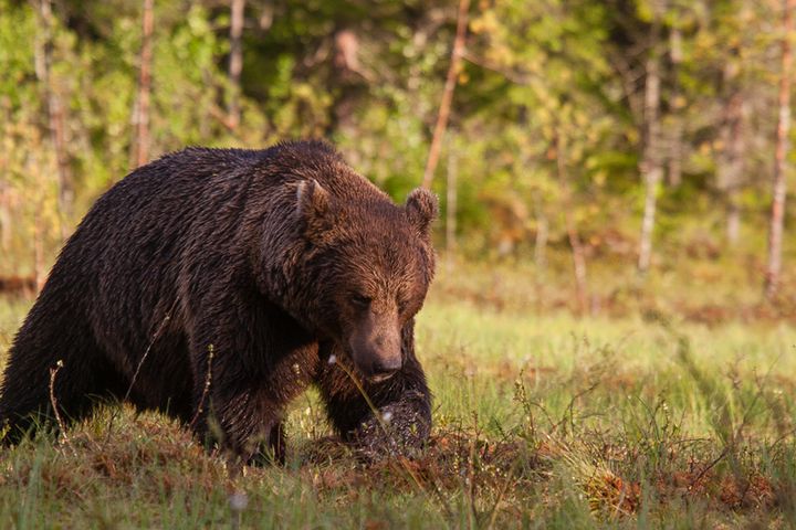 Bjørnen er lite på fjellet, men kan ta mye reinkalv når den først er der. Foto: Alexander Kopatz, NINA