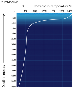 Illustrasjonen viser hvordan havtemperaturen drastisk går ned mellom 100-1000 meters dybde. Illustration by Preveenron via Wikipedia