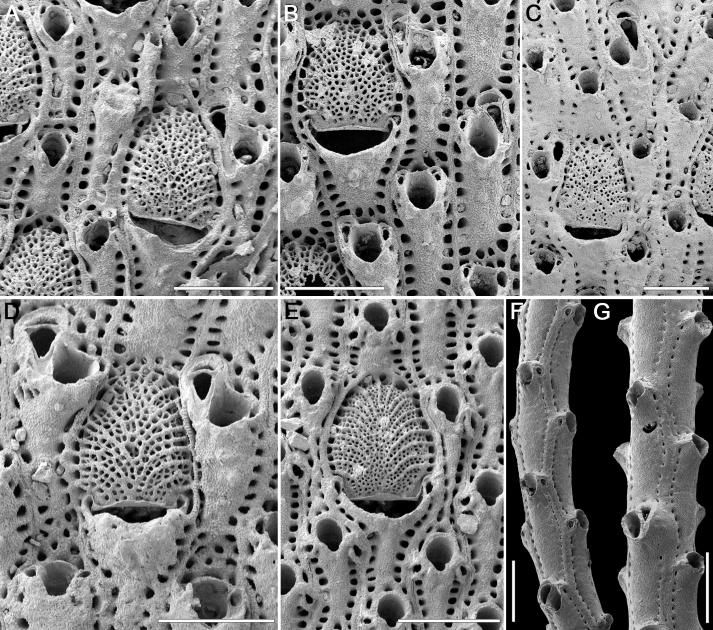 Bildet viser de sju artene av mosdyr tilhørende Metrarabdotos-slekten som er blitt undersøkt i den nye studien. Den hvite streken på bildet er 500 mikrometer lang. Copyright: JoAnn Sanner, The University of Chicago