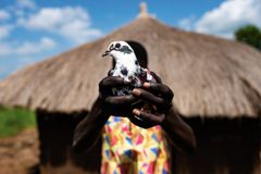 KRIG MOT BARN: - De gav oss våpen til å skyte med, forteller Peter* (14), en tidligere barnesoldat. I hendene holder han en liten dueunge som han har passet på siden den var liten. I dag går han på skole i en flyktningleir i Uganda. FOTO: Louis Leeson/Redd Barna