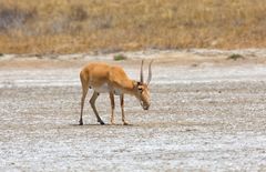 Korgalzhyn huser også saigaantiloper som tidligere ble truet av utryddelse. Bilde: Shutterstock
