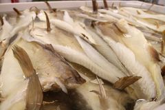 Brødrene Berg AS på Værøy er prosjektleder i forskning som forhåpentligvis vil forlenge lagringstiden på tørrfisk og dermed resultere i en jevnere og bedre kvalitet på all lutefisken som produseres. Foto: Sjurdur Joensen © Nofima