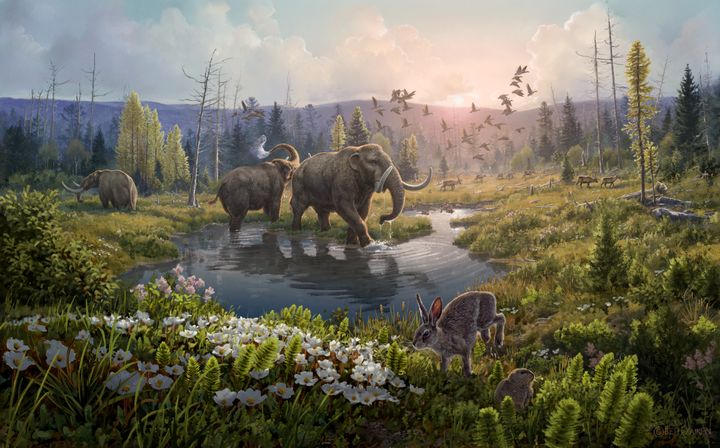 Forskere har funnet DNA fra et helt økosystem som er to millioner år gammelt på Grønland. Der levde både elefantdyret mastodont, reinsdyr og hare.
Illustrasjon: BETH ZAIKEN