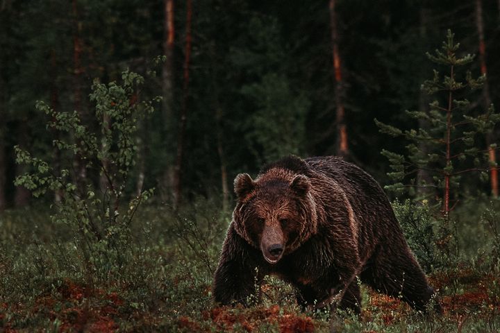Bjørnen kan bite og drepe, men forskning viser at den er redd mennesker og gjør det den kan for å unngå å møte oss. Foto: Alexander Kopatz, NINA