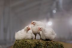 Soldatfluelarver og tunikater skal bli kyllingfôr. Foto: Norsk Kylling
