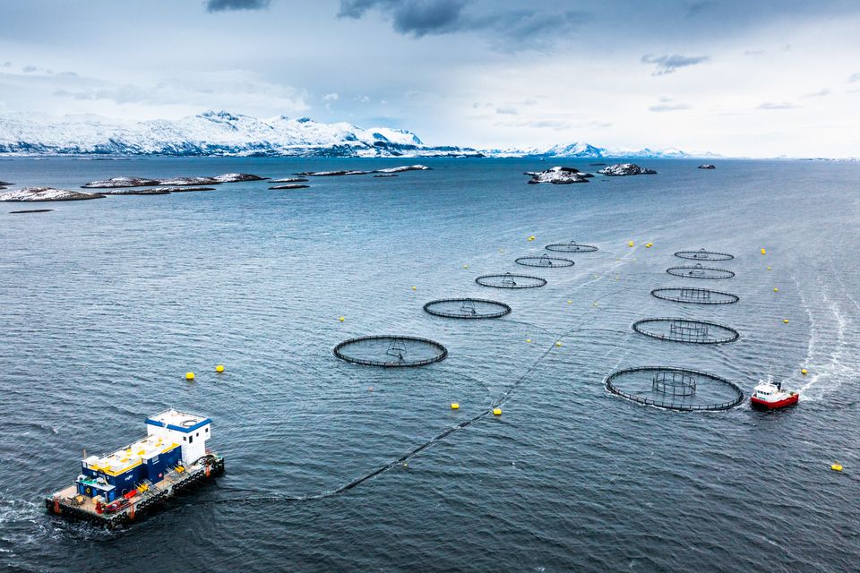 Aker BioMarine Søker På Forskningstillatelser Til Lakseoppdrett | Aker ...