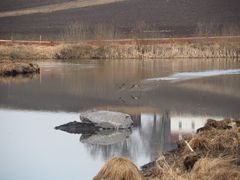 Åkersvika naturreservat april 2018. (Foto: Nye Veier).