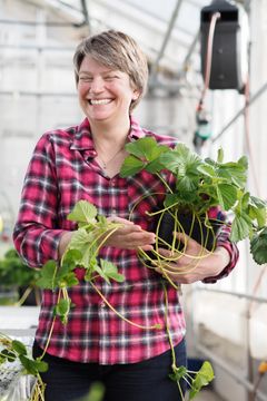 JORDBÆRMOR: Forsøkstekniker Vivian Rognerud utvikler nye norske jordbærsorter hos Graminor. Foto: Caroline Roka/Matmerk.