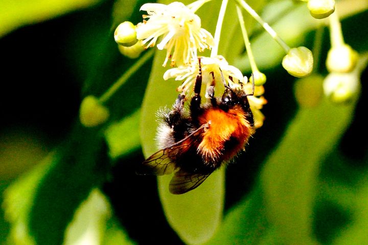 Trehumla suger til seg nektar fra blomsten i parklindetreet. Forskere mener nå at den gamle teorien om at nektaren er giftig for humler er feil. Foto: Jan Ove Gjershaug, NINA