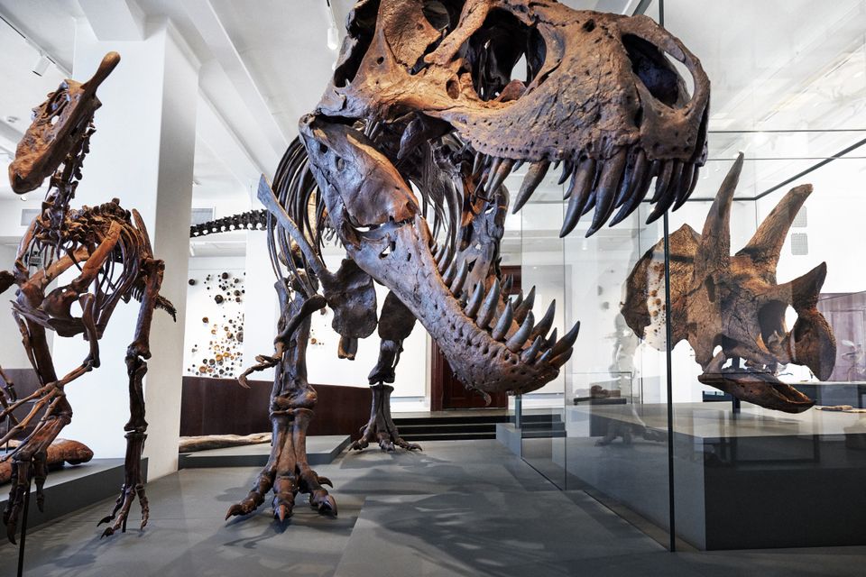 Dinosaurer