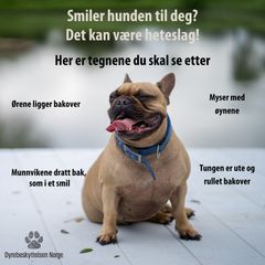 Smiler hunden til deg? Det kan være heteslag. Foto: Pixabay
