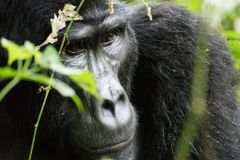 Fjellgorilla (Gorilla beringei beringei) i Bwindi Impenetrable Forest National Park, Uganda © Chris Laskey