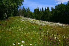 Foto: Sissel Rübberdt. Det summer av liv i slåttemarka på en varm sommerdag. Svært mange arter har denne naturtypen som sitt leveområde. I dag er både slåttemarka og mange av artene som lever der trua og står i fare for å forsvinne fra norsk natur.