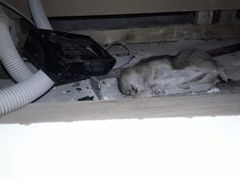 DØD ROTTE: En død rotte er funnet under et kjøleskap. Foto: Norsk Hussopp Forsikring