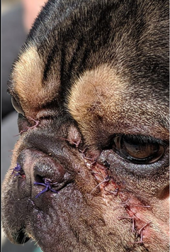 Hund etter operasjon for hudfoldet og trange luftveier