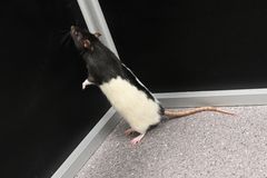 Forskerne testet ut teorien på rotter. Foto: Ola Sæther, UiO
