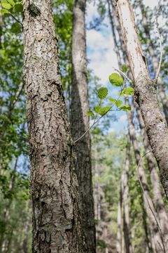 Svartor er en identikatorart for naturtypen sumpskog. Foto: Ragnhild Heggem Fagerheim