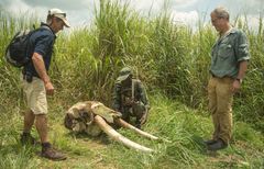 Levningene etter en drept elefant i Garamba nasjonalpark i Kongo. Årlig blir opp mot 30 000 afrikanske elefanter brutalt slaktet. Fortsetter denne trenden kan de afrikanske elefantene være utryddet innen de neste 20 årene. Foto: National Geographic / Pablo Durana.