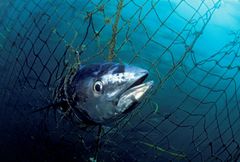 En kritisk truet blåfinnet tunfisk som er fanget og drept av et garn utenfor Australia.