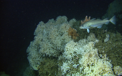 Korallrev kan bli utvalgt naturtype: Miljødirektoratet foreslår at korallrev får spesiell status. Det betyr at vi må ta spesielt vare på dem. Foto: Jan Helge Fosså, Havforskningsinstituttet.