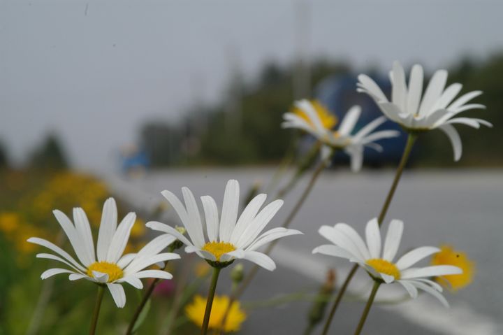 Illustrasjonsbilde. Blomster i vegkanten. Foto: Knut Opeide, Statens vegvesen