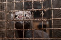 Over 880 000 oppfordrer verdenslederne om å stoppe pelsindustrien globalt.