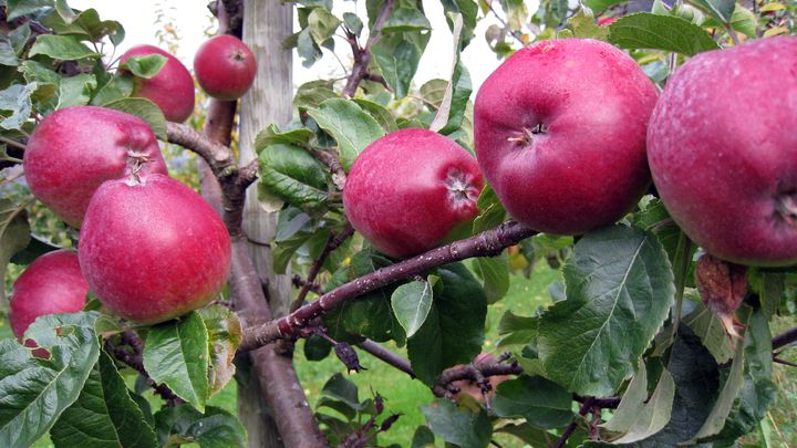 Det gamle visdomsordet om at «An apple a day keeps the doctor away”, blir stadig dokumentet på nytt. Foto: Landbruks- og matdepartementet